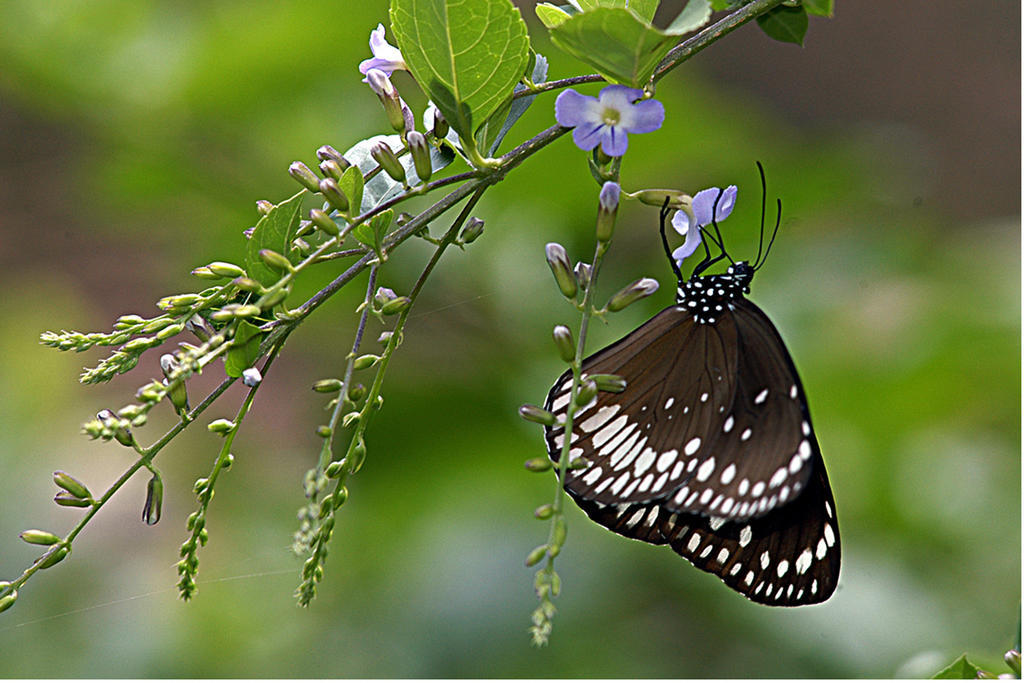 Vythiri Resort सहारा Vythiri