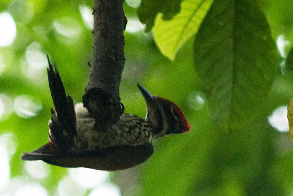 Vythiri Resort
